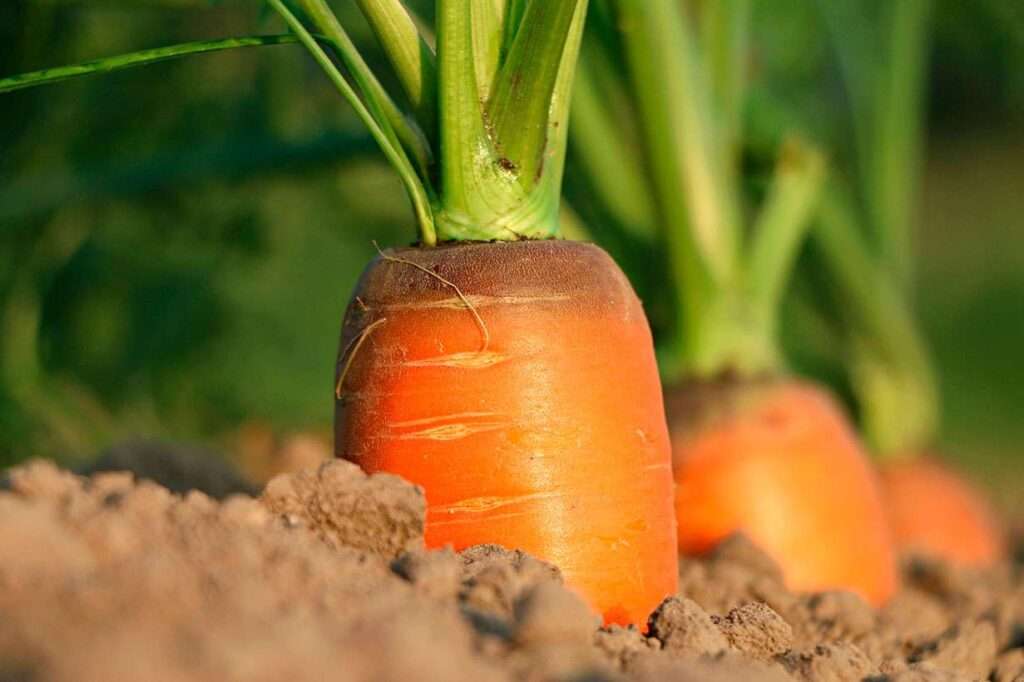 Vitamina A