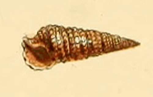 Cerithiopsis tubercularis